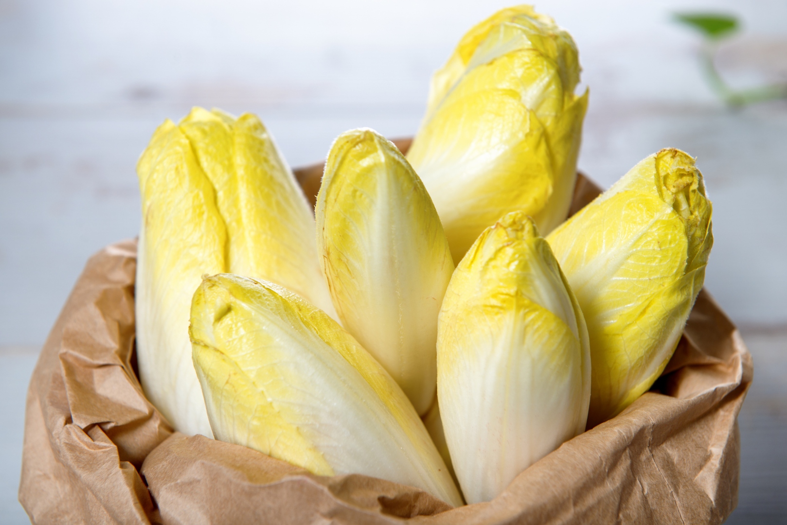 Daily-fresh Belgian Endive